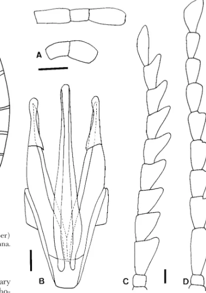 Fig. 16. Eubrianax serratus sp. n. (A) Maxillary (upper) and labial (lower) palpus. (B) Aedeagus