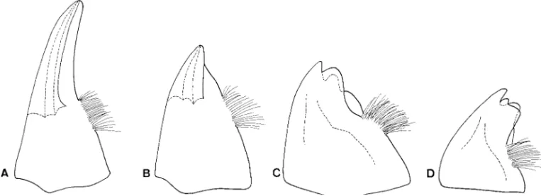 Fig. 4. Larvae. (A) Jinbrianax jaechi Lee et al. (B) Eubrianax tarokoensis Lee &amp; Yang