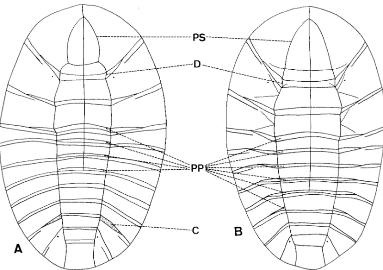 Fig. 5. Larvae. (A) Jaechanax dentatus Lee, Sato, and Yang. (B) Mubrianax robustior (Pic)