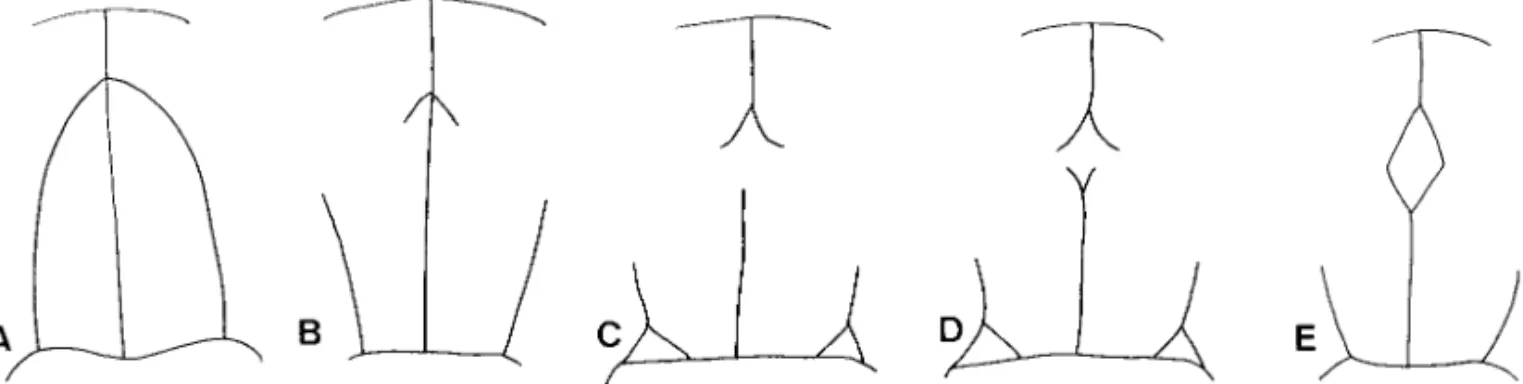 Fig. 9. Evolutionary trend from the apically conjoined periocullar sulci to the complete middorsal pronotal plate