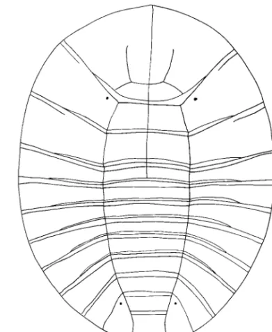Fig. 11. Eubrianax manakikikuse Satoˆ, larva.
