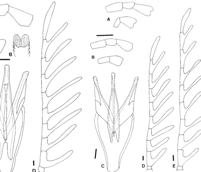Fig. 13. Eubrianax amamiensis amamiensis Satoˆ (B, C, D) and Eubrianax amamiensis kimura ssp