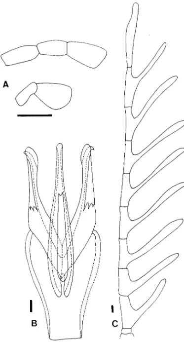 Fig. 15. Eubrianax insularis Nakane. (A) Maxillary (up- (up-per) and labial (lower) palpus