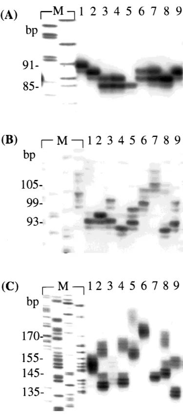 Figure 1. Genetic variability for microsatellite loci AJMS-3 (A), AJMS-6 (B), and AJMS-10 (C)