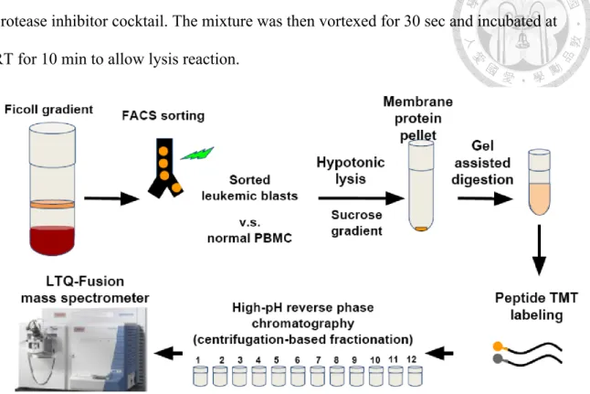 Figure 2. The processing of refractory acute leukemia clinical sample and normal  peripheral blood mononuclear cell control