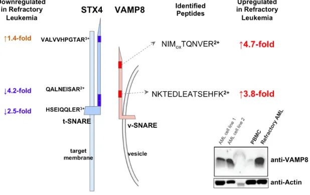 Figure 11.    Imbalance between SNARE complex components measured by quantitative  proteomics