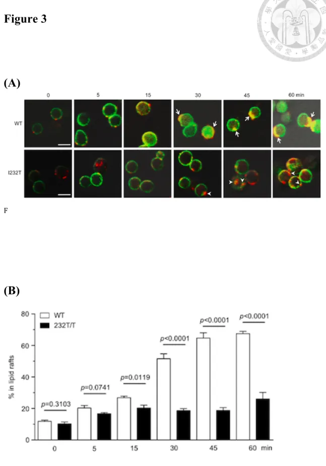 Figure 3  Analysis of the differences of affinity maturation status between wild-type and FcγRIIB 