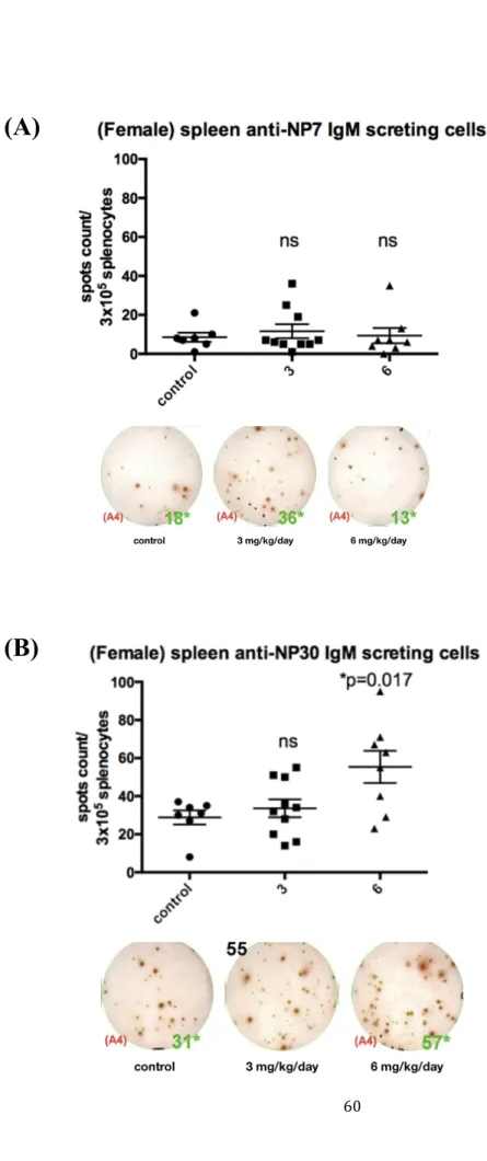 Figure  7  Analyzing  IgM-secreting  PCs  in  the  spleen  of  female  C57BL/6  mice  immunized with two different GW501516 doses by ELISPOT assay 