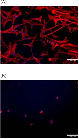 Figure 3. Immuncytochemistrical staining of F-actin. F-actin filaments were stained  with rhodamine phalloidin (red staining) and nuclei were stained with DAPI (blue  staining)