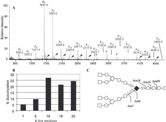 FIGURE 5. Location of the succinyl groups in mycobacterial arabinan by mass spectrometry