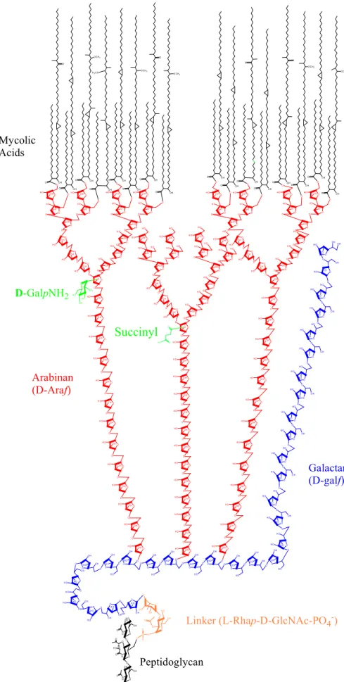 FIGURE 7. The structure of the mycolyl arabinogalactan and its attachment to peptidoglycan