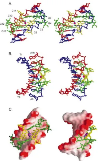 Figure 3. Stereoscopic drawings of the Mg 2+ -coordinated Chro- Chro-(TTGGCCAA) 2 complex (CPXI) viewed from the minor groove (A) and backbone (B) direction, related by a 2-fold symmetry operation (Chro in ball-and-stick representation and DNA in skeletal 