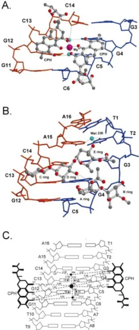 Figure 5. (A) Comparison of regular B-DNA and kinked DNA obtained from two Chro±DNA complexes [CPXI (left) and CPXII (right)], which are depicted as ribbon drawings in green and yellow, respectively