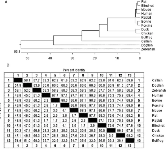Fig. 2. Phylogenetic tree of 13 aB-crystallins from species of different vertebrates classes based on protein sequences