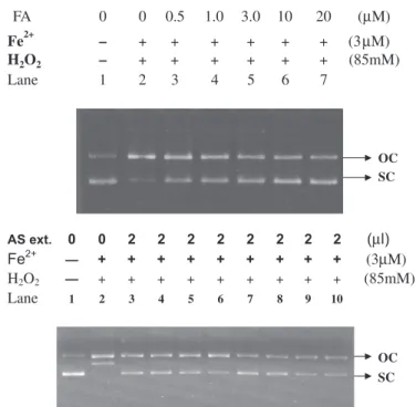 Fig. 3. Comparison of the AS extracts suppressed ROS induced DNA strand breakage. Upper: various ferulic acid (FA) concentrations (0.5–20 mM); lower: AS extracts