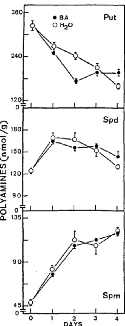Fig. 5 Effects of BA on levels of polyamine in detached rice leaves incubated in darkness