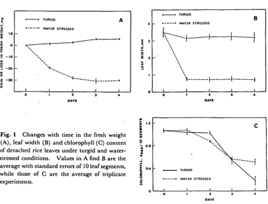 Fig. 1 Changes with time in the fresh weight (A), leaf width (B) and chlorophyll (C) content of detached rice leaves under turgid and  water-stressed conditions