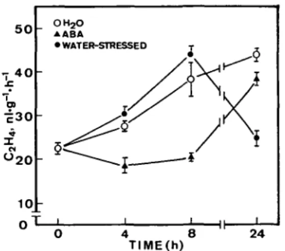 Fig. 5 Effect of water stress and of treatment with ABA on the conversion of ACC to ethylene
