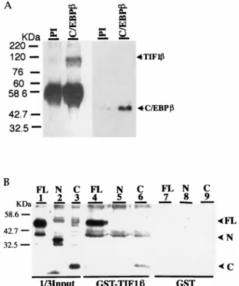 FIG. 1. Protein-protein interactions between C/EBPb and TIF1b. (A) P388D1 whole-cell extracts were immunoprecipitated with anti-C/EBPb  poly-clonal antibody (C/EBPb) or preimmune serum (PI)