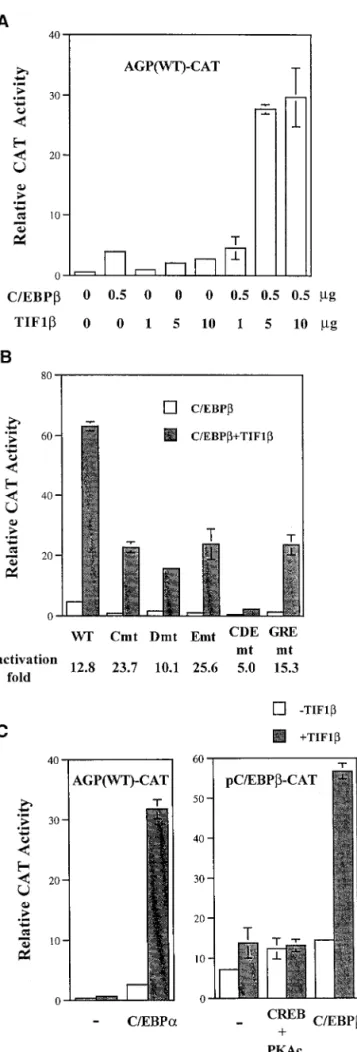 FIG. 2. Stimulation of C/EBPb-mediated gene activation by TIF1b. (A) BHK cells were cotransfected with 2 mg of AGP (WT)-CAT, 0.5 mg of  pCMV-C/EBPb (pCMV-C/EBPb), and increasing amounts of pcDNA3-TIF1b (TIF1b) (1, 5, and 10 mg)