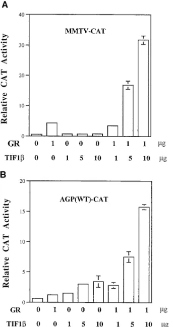 FIG. 5. Protein-protein interactions between GR and TIF1b. (A) Immuno- Immuno-precipitation of GR by anti-TIF1b antibody