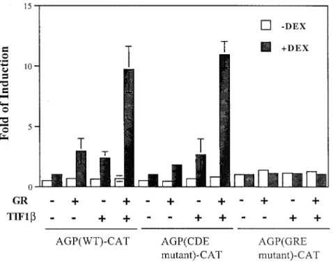 FIG. 6. GRE-dependent and C/EBPb-binding-element-independent augmentation of the activation of AGP-CAT by GR and TIF1b