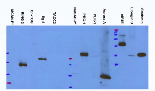 Figure 2. Western blot result of T24 cells 
