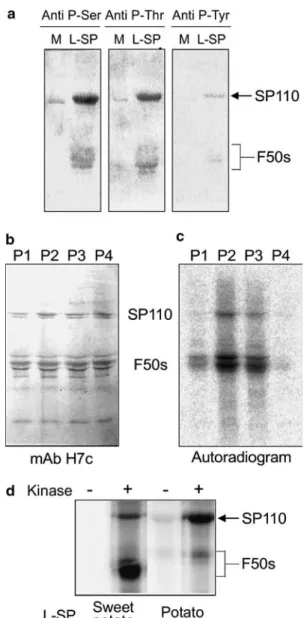 Fig. 2 a Puriﬁed L-SP (5 lg per lane) was analyzed by monoclonal antibodies against phospho-Ser (P-Ser), phospho-Thr (P-Thr), or phospho-Tyr (P-Tyr)