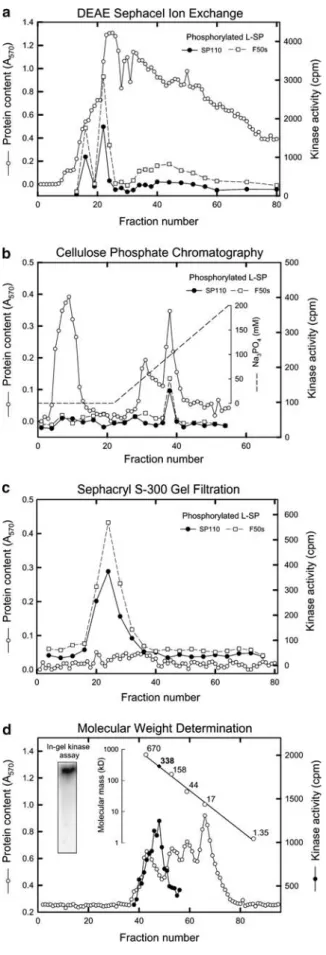 Fig. 4 The kinase was isolated by ammonium sulfate fractionation ﬁrst and then subjected to liquid chromatography using DEAE Sephacel (a), cellulose phosphate (b), and Sephacryl S-300 (c).