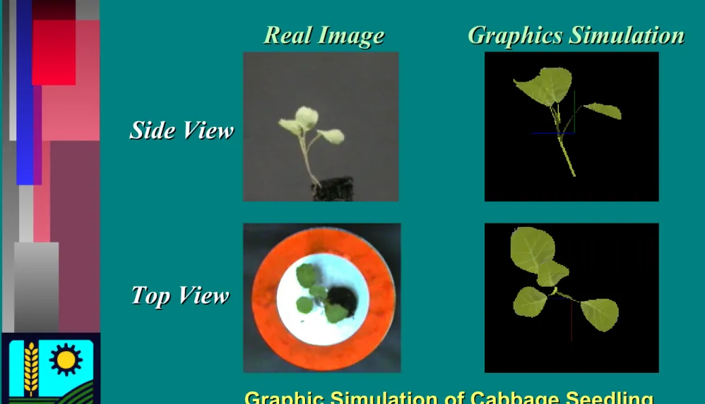 Graphic Simulation of Cabbage SeedlingGraphic Simulation of Cabbage Seedling