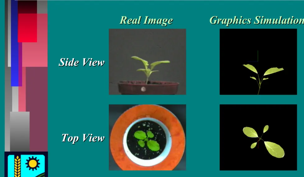 Graphic Simulation of Chinese Mustard SeedlingGraphic Simulation of Chinese Mustard Seedling