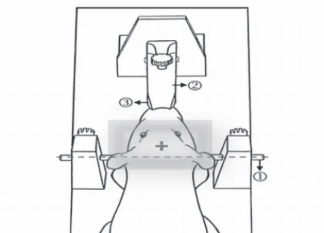 Fig. 1. Schematic representation of the rat brain positioned using to the  stereotaxic apparatus to align the microPET system (Bregma Coordinate +  microPET Coordinate = Final Coordinate)