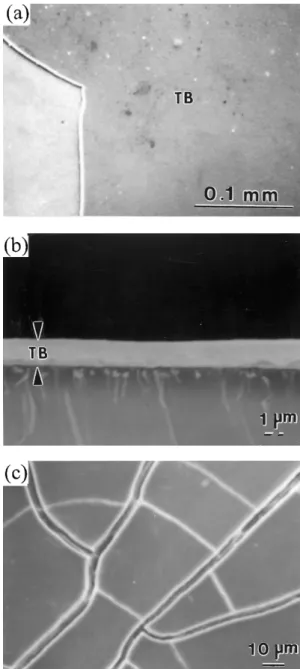Fig. 5. Viscosity evolution of TB and TBP precursory sols at 25  C.