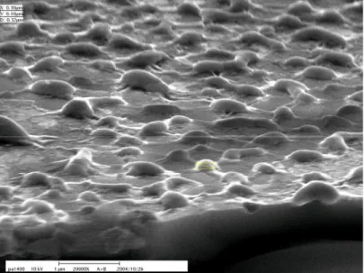 Fig. 8: SEM image of surface topology after high temperature operation. 