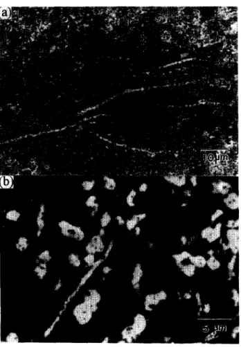 Figure  5.  SEM  micrographs  of  unetchcd  polished  surfaces  of  (a)  10 vol.%  Mo/A1203  composites  prepared  by hot plate  drying,  and (b)  20 vol.%  Mo/Al203  composites 