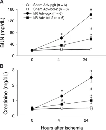 Figure 6: Effect of Adv-bcl-2 on blood urea nitrogen (BUN) and plasma creatinine (Creatinine) in the kidney with  is-chemia/reperfusion (I/R) injury