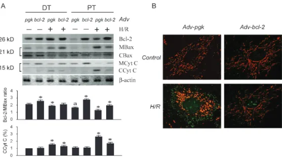 Figure 1: Augmented Bcl-2 by Adv-bcl-2 blocks cytochrome C translocation without inhibiting Bax translocation in the PT and DT cultures (n = 3 each)