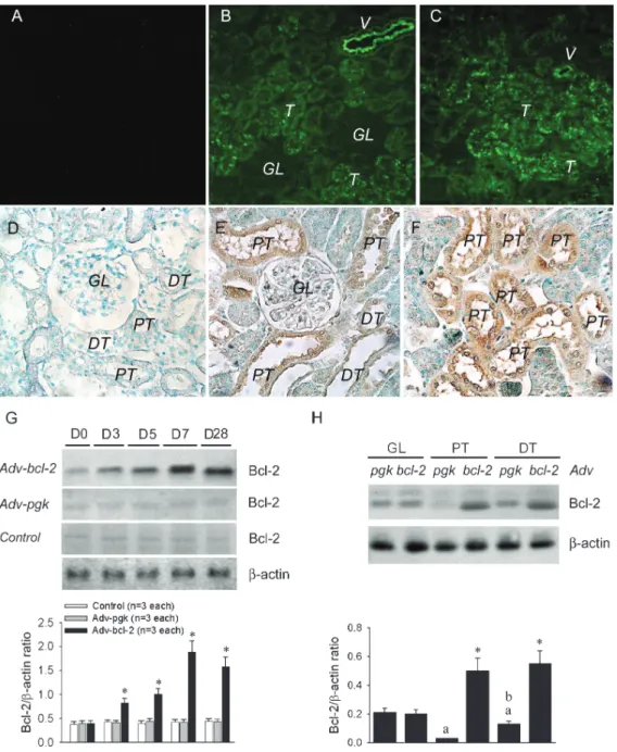 Figure 3: Effect of Adv-bcl-2 gene transfer in the kidney. After 3 (n = 4) (B) or 7 days (n = 4) (C) of intra-renal arterial administration of Adv-GFP, renal tubules (T) and some renal vessel (V) but not glomeruli (GL) display high fluorescence intensity
