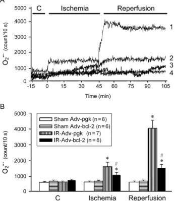 Figure 4: O 2 –. detection from rat kidney surface in vivo. (A) Typical recordings of MCLA (1.0 mM)-enhanced O 2 –