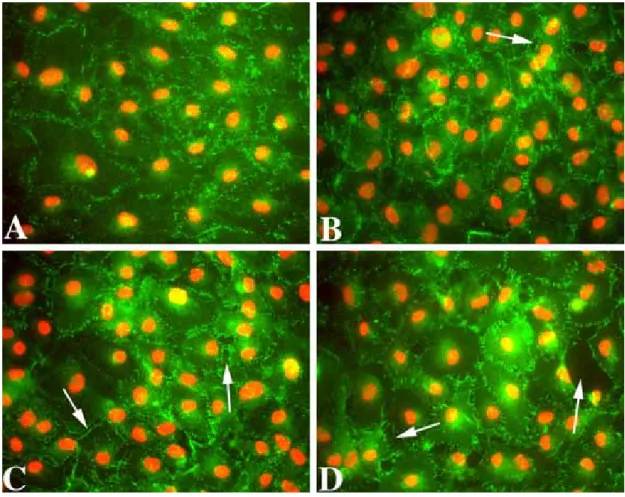 Figure 1. Representative images of immunolocalization of ZO-1 in fully confluent  cultures of rat corneal endothelial cells