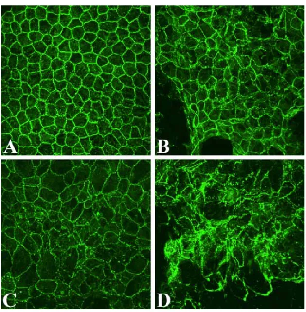 Figure 2. Immunolocalization of ZO-1 in the endothelium of ex vivo corneas  incubated in the absence of SOV (A) and in the presence of 50 µM SOV for 24 (B),  48 (C), or 72 hrs (D)