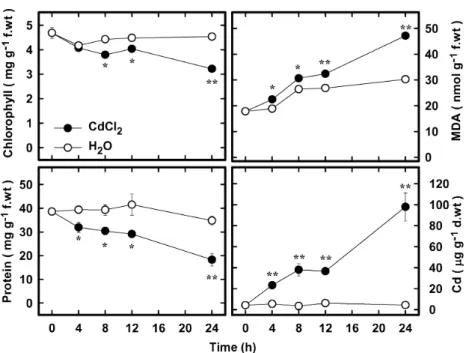 Figure 1. Changes in the contents of chlorophyll, protein, MDA, and Cd in rice leaves treated with CdCl 2 
