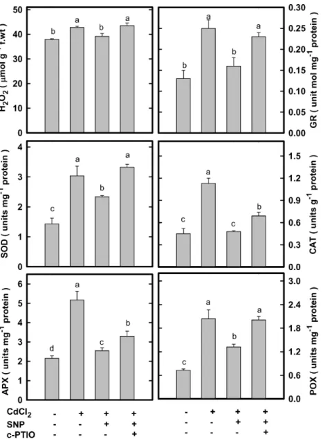 Figure 6. Effect of SNP on the contents of H 2 O 2 and the specific activities of SOD, APX, GR, CAT, and POX in CdCl 2 -treated rice leaves in the presence or absence of c-PTIO
