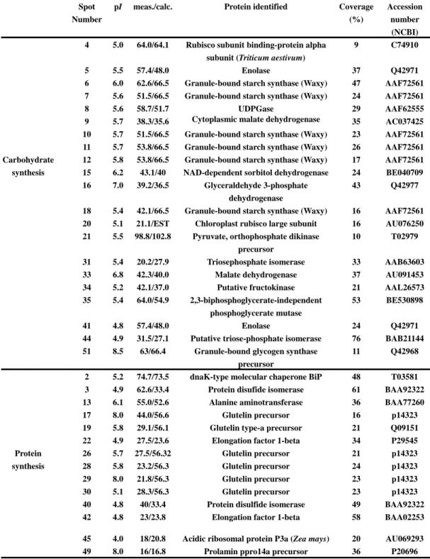 Table 1. Functional categorization of caryopsis proteins isolated from 2D gels. 