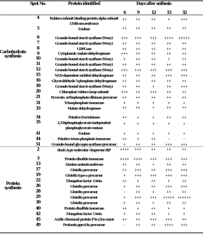 Table 2. Expression of caryopsis proteins during development.    The symbols  +, ++, +++, ++++, and +++++ correspond to the reading value ranges 250-220,  219-190, 189-160, 159-130 and 129-100, respectively