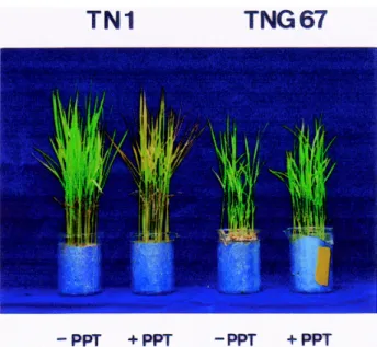 Figure 1.  Effect of phosphinothricin (PPT, 10 µM) on leaf chlorosis of Taichung Native 1 (TN1) and Tainung 67 (TNG67) rice seedlings