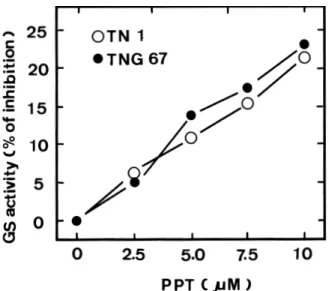 Figure 5.  Changes in glutamine content in the second leaf of Taichung Native 1 (TN1) and Tainung 67 (TNG67) rice  seed-lings either untreated or treated with phosphinothricin (PPT, 10  µM)