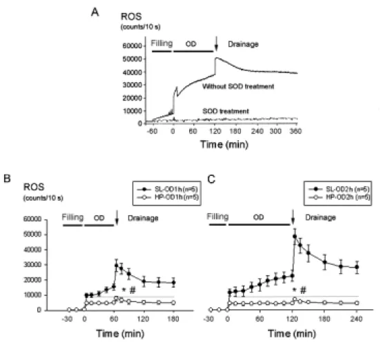Figure 2. ROS detection from rat bladder surface in vivo. A: The basal ROS level  before saline infusion was at about 1,000 to 1,400 counts/10 sec