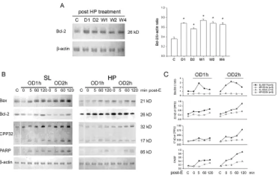 Figure 5.  Apoptosis-related protein expression in OD/E bladders. Western blot  analysis with specific antibodies to Bax, Bcl-2, CPP32, PARP, and β-actin of  homogenates of rat bladder subjected to HP treatment and OD/E induced injury