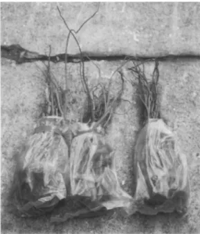 Fig.  2.  Bundles  of  Glycine  tomentella  roots  for  sale  in  a  Kinmen  market. 